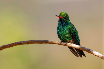 Glittering-bellied emerald - Chlorostilbon lucidus 