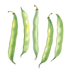 Green Beans Isolated on Transparent PNG Background- Watercolour Art