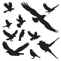 Obraz premium silhouette set, different bird shapes featuring various species and poses
