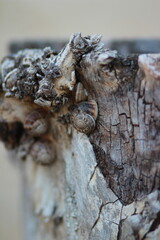 Snails on an old brown tree trunk