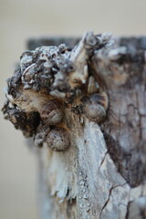 Snails on an old brown tree trunk