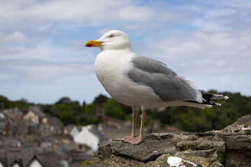 isolated close up of a perched high above town european herring gull  larus argentatus,