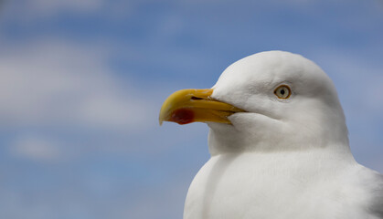 close up detail portrait of a European Herring gull Larus Argentatus, isolated from blue sky