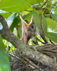 American Robin fledgling in bird's nest waiting for food