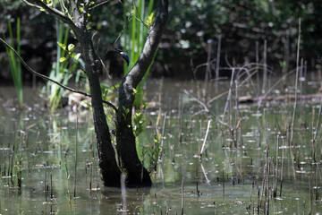 Bird perched on a branch near still water surrounded by lush vegetation in a tranquil natural setting