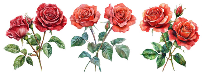 PNG Vibrant watercolor red roses, element set on transparent background
