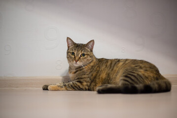 big domestic cat lies against the wall. High quality photo
