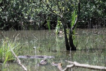 Bird perched on a branch near still water surrounded by lush vegetation in a tranquil natural...