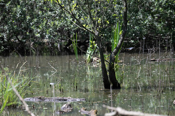 Bird perched on a branch near still water surrounded by lush vegetation in a tranquil natural...