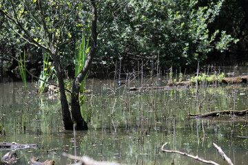 Bird perched on a branch near still water surrounded by lush vegetation in a tranquil natural...