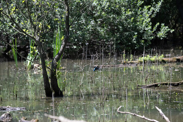 Bird perched on a branch near still water surrounded by lush vegetation in a tranquil natural...
