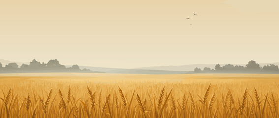 Vector illustration of a golden wheat field under a soft sunset sky