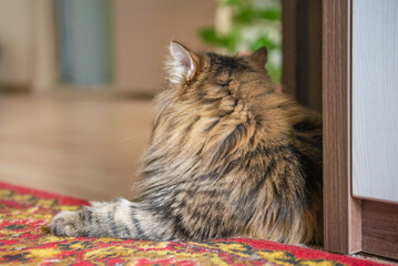 a shaggy gray fluffy cat is lying on a chair. High quality photo