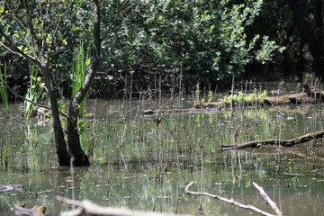 Bird perched on a branch near still water surrounded by lush vegetation in a tranquil natural...