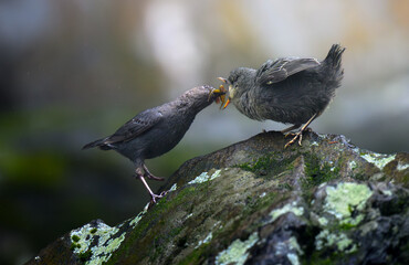 Dipper feeding time