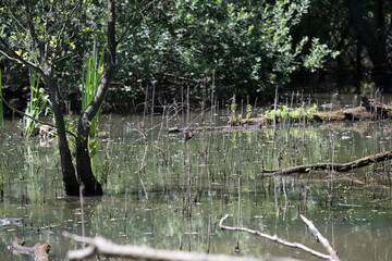 Bird perched on a branch near still water surrounded by lush vegetation in a tranquil natural...