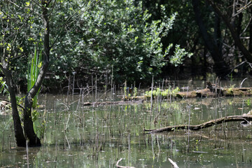 Bird perched on a branch near still water surrounded by lush vegetation in a tranquil natural...