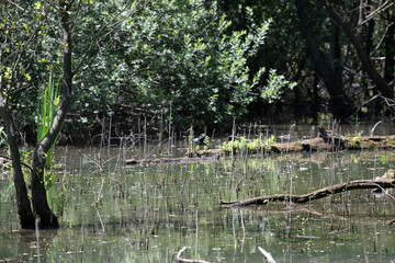 Bird perched on a branch near still water surrounded by lush vegetation in a tranquil natural...