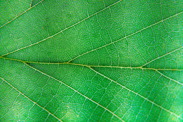 Macro Photo of Leaf Texture with Central Vein