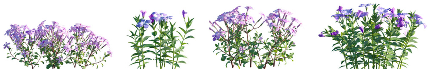 Set of Phlox stolonifera and Vinca minor flowering frontal isolated png on a transparent background perfectly cutout