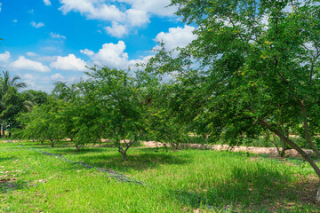 Green lemons tree growth in a garden citrus fruit with of a rural houses style summer vegetable...