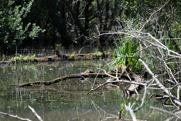 Bird perched on a branch near still water surrounded by lush vegetation in a tranquil natural...