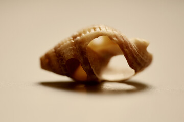 Intricate Seashell Structure: A Macro View.