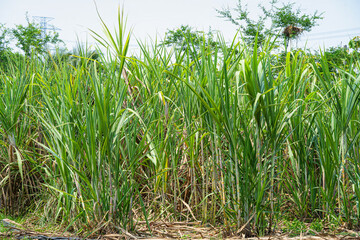 Sugarcane field farm within nature a tropical the garden integrated agriculture in countryside for food industry or renewable bioenergy power with daylight blue sky white clouds in Thailand.