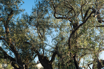 Ancient Olive Tree in the Mediterranean – Centuries-Old Gnarled Trunk with Green Foliage for...
