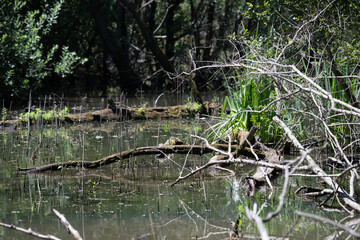 Bird perched on a branch near still water surrounded by lush vegetation in a tranquil natural...
