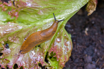 top view of a large brown spanish slug on a fresh green lettuce leaf with dark background