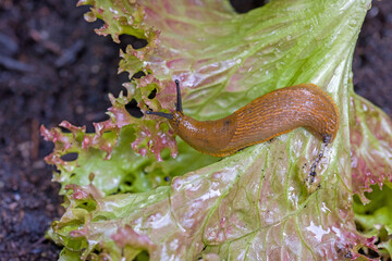 top view of a large brown spanish slug on a fresh green lettuce leaf with dark background