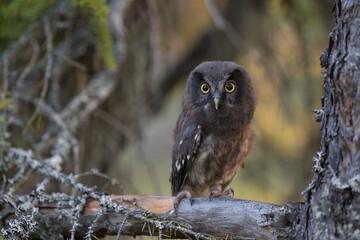 Young Boreal owl (Aegolius funereus) in forest