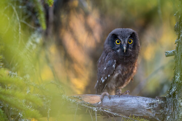 Young Boreal owl (Aegolius funereus) in forest