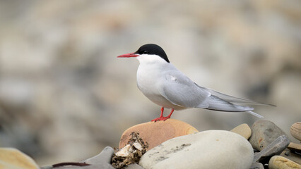 Arctic tern (Sterna paradisaea)