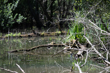 Bird perched on a branch near still water surrounded by lush vegetation in a tranquil natural...