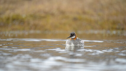 Red-necked phalarope (Phalaropus lobatus)