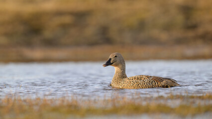 Female King Eider (Somateria spectabilis)