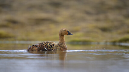 Female King Eider (Somateria spectabilis)