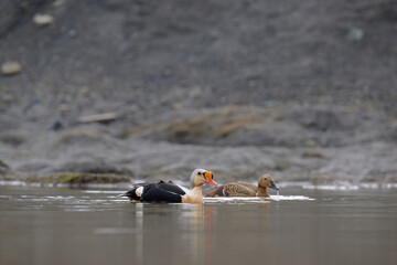Male and female King Eider (Somateria spectabilis)