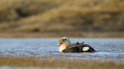 Male King Eider (Somateria spectabilis)