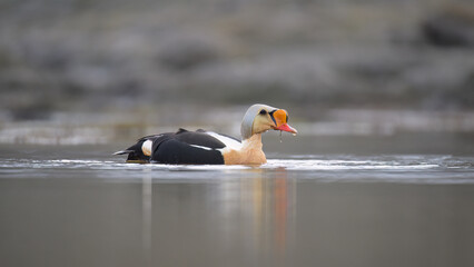 Male King Eider (Somateria spectabilis)