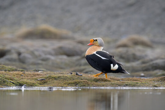 Male King Eider (Somateria spectabilis)