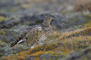 Svalbard rock ptarmigan (Lagopus muta hyperborea)