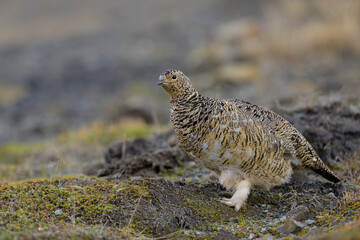 Svalbard rock ptarmigan (Lagopus muta hyperborea)
