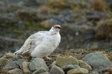 Svalbard rock ptarmigan (Lagopus muta hyperborea)