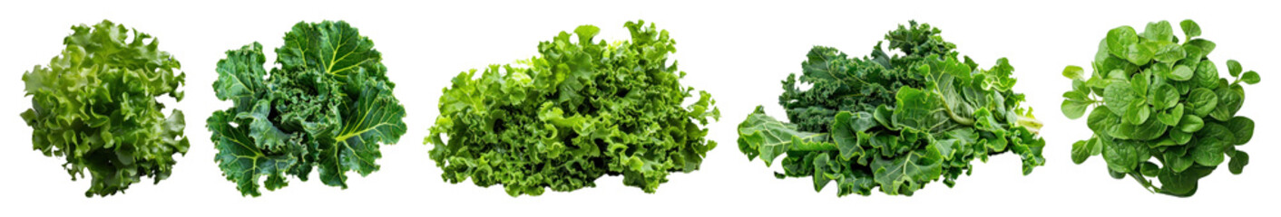 PNG Fresh leafy greens variety, element set on transparent background