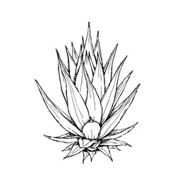 Fototapeta premium Agave Americana Line Art: A striking monochrome illustration showcases a detailed agave plant, its spiky leaves radiating outwards from a central rosette, rendered in elegant ink style.