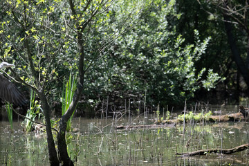 Bird perched on a branch near still water surrounded by lush vegetation in a tranquil natural...