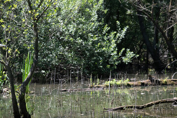 Bird perched on a branch near still water surrounded by lush vegetation in a tranquil natural...